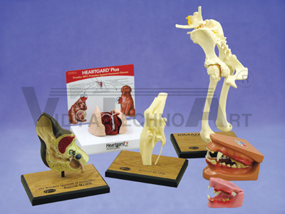 Veterinary Model